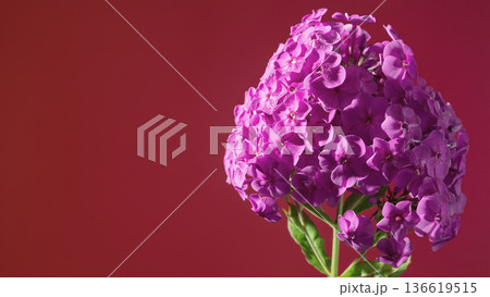 Intimate perspective on purple hydrangea flowers featuring textured petals and romantic vintage backdrop Intimate perspective on purple hydrangea flowers featuring textured petals and romantic vintage backdrop 136619515