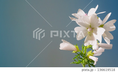 Botanical image of bellflowers. Closeup of bellflower petals showing veins and stem curves clearly Botanical image of bellflowers. Closeup of bellflower petals showing veins and stem curves clearly 136619518