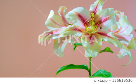 Elegant floral closeup. Artistic shot capturing subtle textures and gentle curves of lily flower Elegant floral closeup. Artistic shot capturing subtle textures and gentle curves of lily flower 136619536