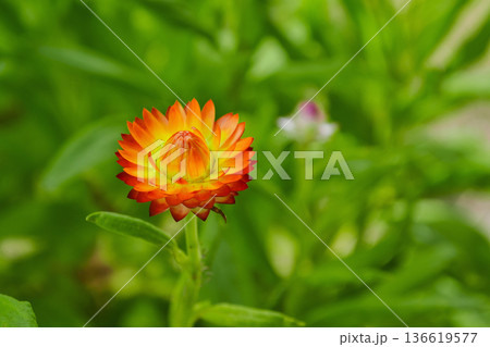 Helichrysum bract flower or helichrysum or cumin close-up 136619577