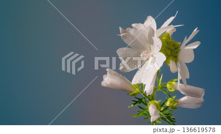 Refined depiction of bellflower blooms with intricate vein details on calming blue surface 136619578