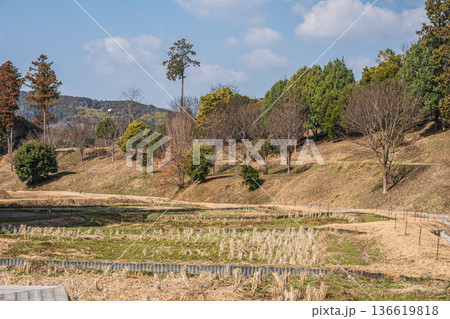 キトラの田んぼ 国営飛鳥歴史公園キトラ古墳周辺地区 奈良県明日香村 キトラの田んぼ 国営飛鳥歴史公園キトラ古墳周辺地区 奈良県明日香村 136619818