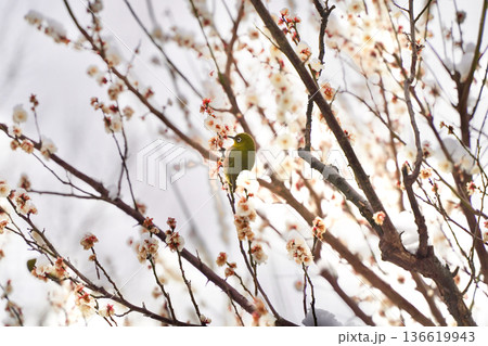 大倉山公園梅林の雪が積もった梅の花とメジロ 大倉山公園梅林の雪が積もった梅の花とメジロ 136619943