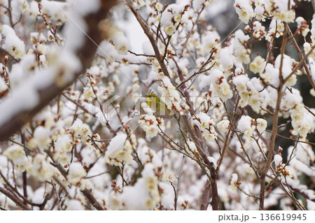 大倉山公園梅林の雪が積もった梅の花とメジロ 136619945