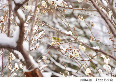 大倉山公園梅林の雪が積もった梅の花とメジロ 大倉山公園梅林の雪が積もった梅の花とメジロ 136619948