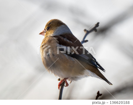 Artistic side profile of a Hawfinch bird on a branch. Bright sun highlighting the eye catchlight. Detailed plumage and big beak with soft bokeh of blurred twigs on a light neutral background Artistic side profile of a Hawfinch bird on a branch. Bright sun highlighting the eye catchlight. Detailed plumage and big beak with soft bokeh of blurred twigs on a light neutral background 136620188