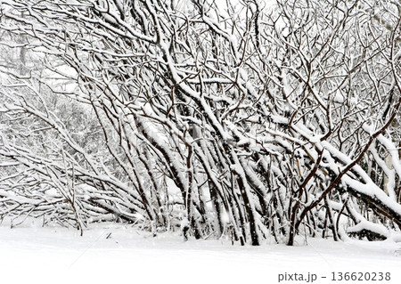 Winter in Denmark Winter in Denmark 136620238