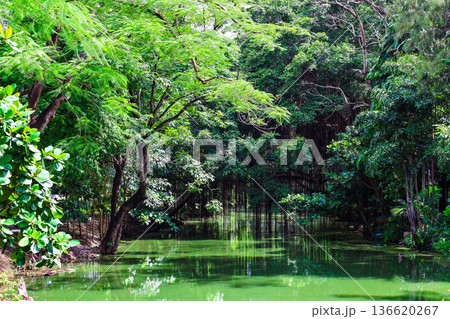 緑あふれる森を流れる川 136620267