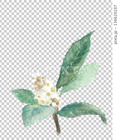 Watercolor illustration of loquat flower [hand-drawn] White background Transparent background Copy space available 136620287
