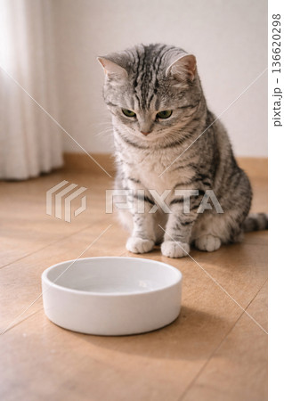 食事を待つ猫のイメージ　俯き顔バージョン 136620298