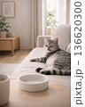食事に満足した猫がソファーでくつろぐイメージ　 136620300