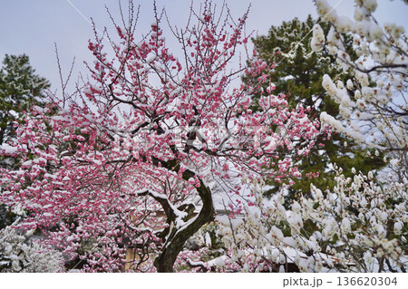 雪が積もった梅の花 大倉山公園梅林、神奈川県横浜市 136620304