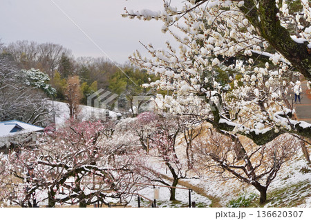 雪が積もった梅の花 大倉山公園梅林、神奈川県横浜市 雪が積もった梅の花 大倉山公園梅林、神奈川県横浜市 136620307