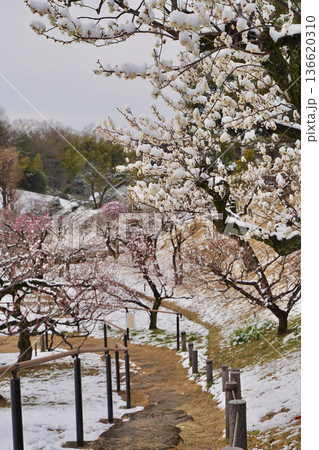 雪が積もった梅の花 大倉山公園梅林、神奈川県横浜市 136620310