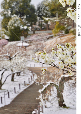 雪が積もった梅の花 大倉山公園梅林、神奈川県横浜市 136620325