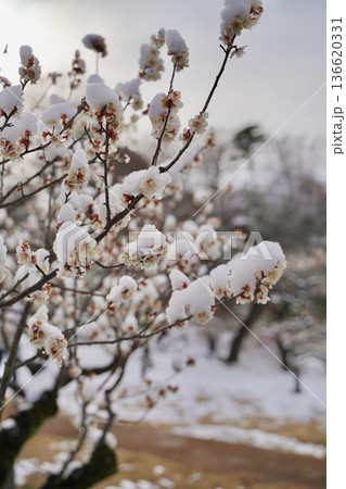 雪が積もった梅の花 大倉山公園梅林、神奈川県横浜市 136620331