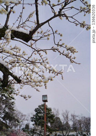 雪が積もった梅の花 大倉山公園梅林、神奈川県横浜市 136620336