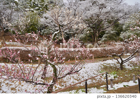 雪が積もった梅の花 大倉山公園梅林、神奈川県横浜市 雪が積もった梅の花 大倉山公園梅林、神奈川県横浜市 136620340