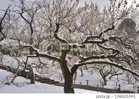 雪が積もった梅の花 大倉山公園梅林、神奈川県横浜市 136620341
