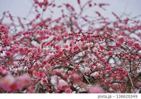 雪が積もった梅の花 大倉山公園梅林、神奈川県横浜市 雪が積もった梅の花 大倉山公園梅林、神奈川県横浜市 136620349