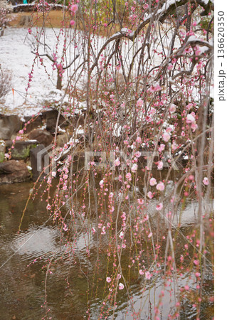 雪が積もった梅の花 大倉山公園梅林、神奈川県横浜市 雪が積もった梅の花 大倉山公園梅林、神奈川県横浜市 136620350