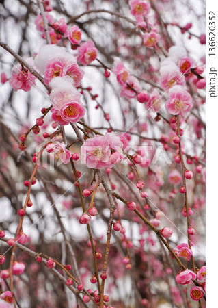 雪が積もった梅の花 大倉山公園梅林、神奈川県横浜市 136620352