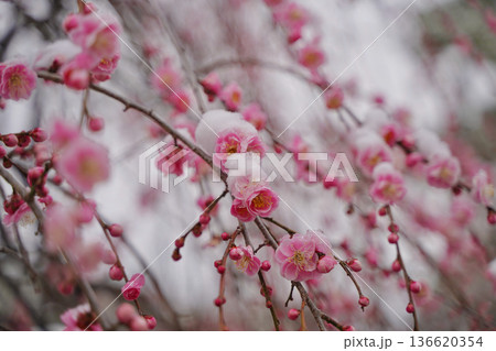 雪が積もった梅の花 大倉山公園梅林、神奈川県横浜市 136620354