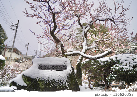 雪が積もった梅の花 大倉山公園梅林、神奈川県横浜市 136620358