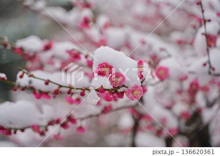 雪が積もった梅の花 大倉山公園梅林、神奈川県横浜市 136620361