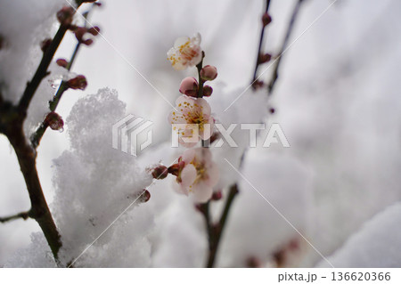 雪が積もった梅の花 大倉山公園梅林、神奈川県横浜市 雪が積もった梅の花 大倉山公園梅林、神奈川県横浜市 136620366