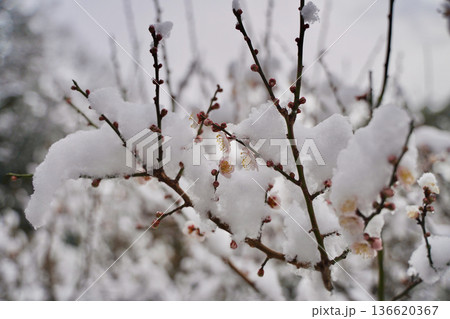 雪が積もった梅の花 大倉山公園梅林、神奈川県横浜市 雪が積もった梅の花 大倉山公園梅林、神奈川県横浜市 136620367