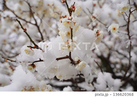 雪が積もった梅の花 大倉山公園梅林、神奈川県横浜市 136620368