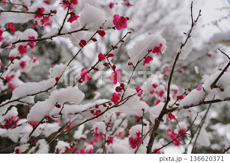 雪が積もった梅の花 大倉山公園梅林、神奈川県横浜市 136620371