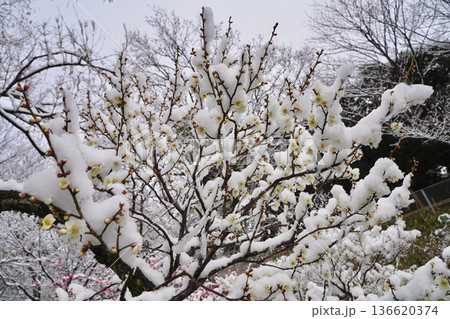 雪が積もった梅の花 大倉山公園梅林、神奈川県横浜市 雪が積もった梅の花 大倉山公園梅林、神奈川県横浜市 136620374