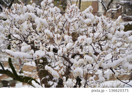 雪が積もった梅の花 大倉山公園梅林、神奈川県横浜市 雪が積もった梅の花 大倉山公園梅林、神奈川県横浜市 136620375