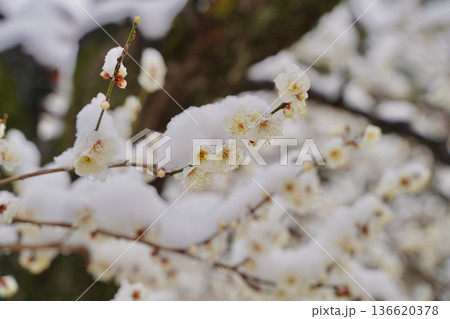 雪が積もった梅の花 大倉山公園梅林、神奈川県横浜市 136620378