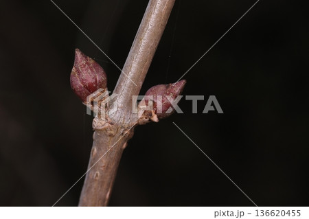 自然 植物 ニワトコ、冬芽と葉痕。冬芽は茶褐色で枝の側面に対につく、葉痕は半円形 自然 植物 ニワトコ、冬芽と葉痕。冬芽は茶褐色で枝の側面に対につく、葉痕は半円形 136620455