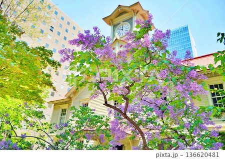 札幌市時計台と花咲くライラック 136620481