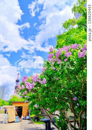 札幌市大通公園のライラック 札幌市大通公園のライラック 136620483