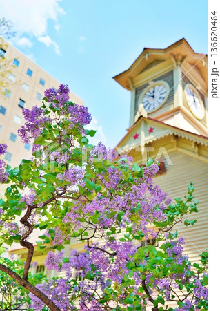札幌市時計台と花咲くライラック 札幌市時計台と花咲くライラック 136620484