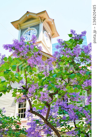 札幌市時計台と花咲くライラック 136620485