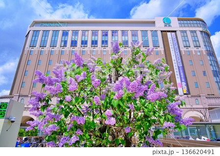 札幌駅南口のライラック 136620491