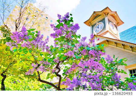 札幌市時計台と花咲くライラック 136620493