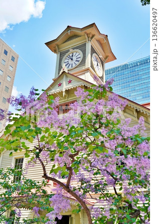 札幌市時計台と花咲くライラック 136620497