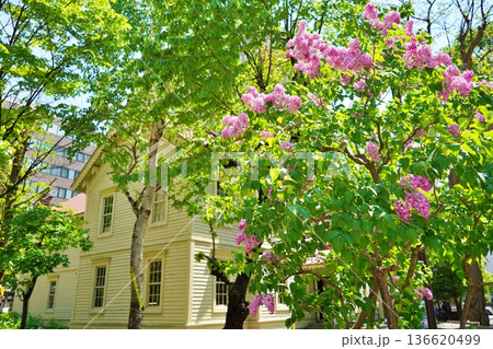 札幌市時計台と花咲くライラック 札幌市時計台と花咲くライラック 136620499