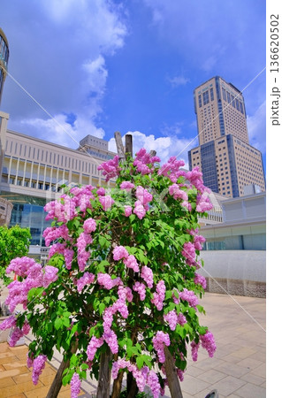 札幌駅 JRタワーと満開のライラック 136620502