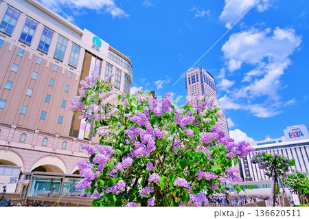 札幌駅 JRタワーと満開のライラック 136620511