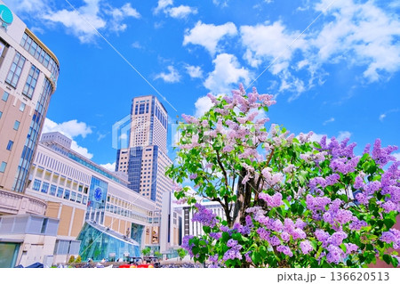 札幌駅 JRタワーと満開のライラック 136620513