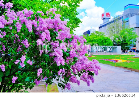 札幌市大通公園のライラック 136620514