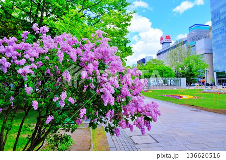 札幌市大通公園のライラック 札幌市大通公園のライラック 136620516